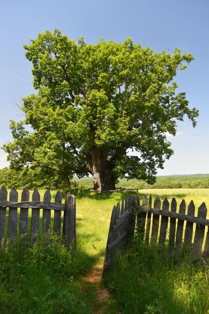 Quercus frainetto